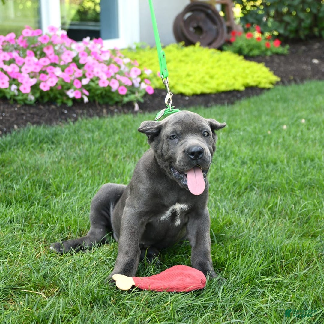 Cane Corso dogs for sale: Olivia - Image 6