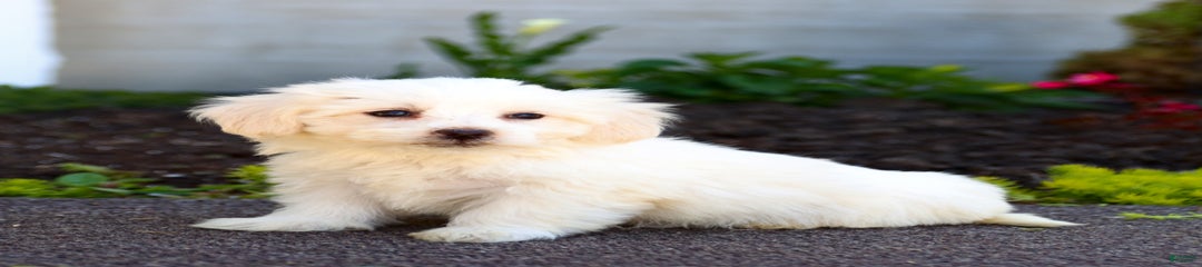 Cream Puff