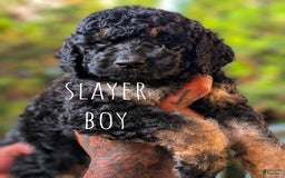 Goldendoodle dogs for sale: Slayer - Image 3