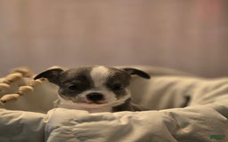 Chihuahua dogs for sale: Finn - Image 3