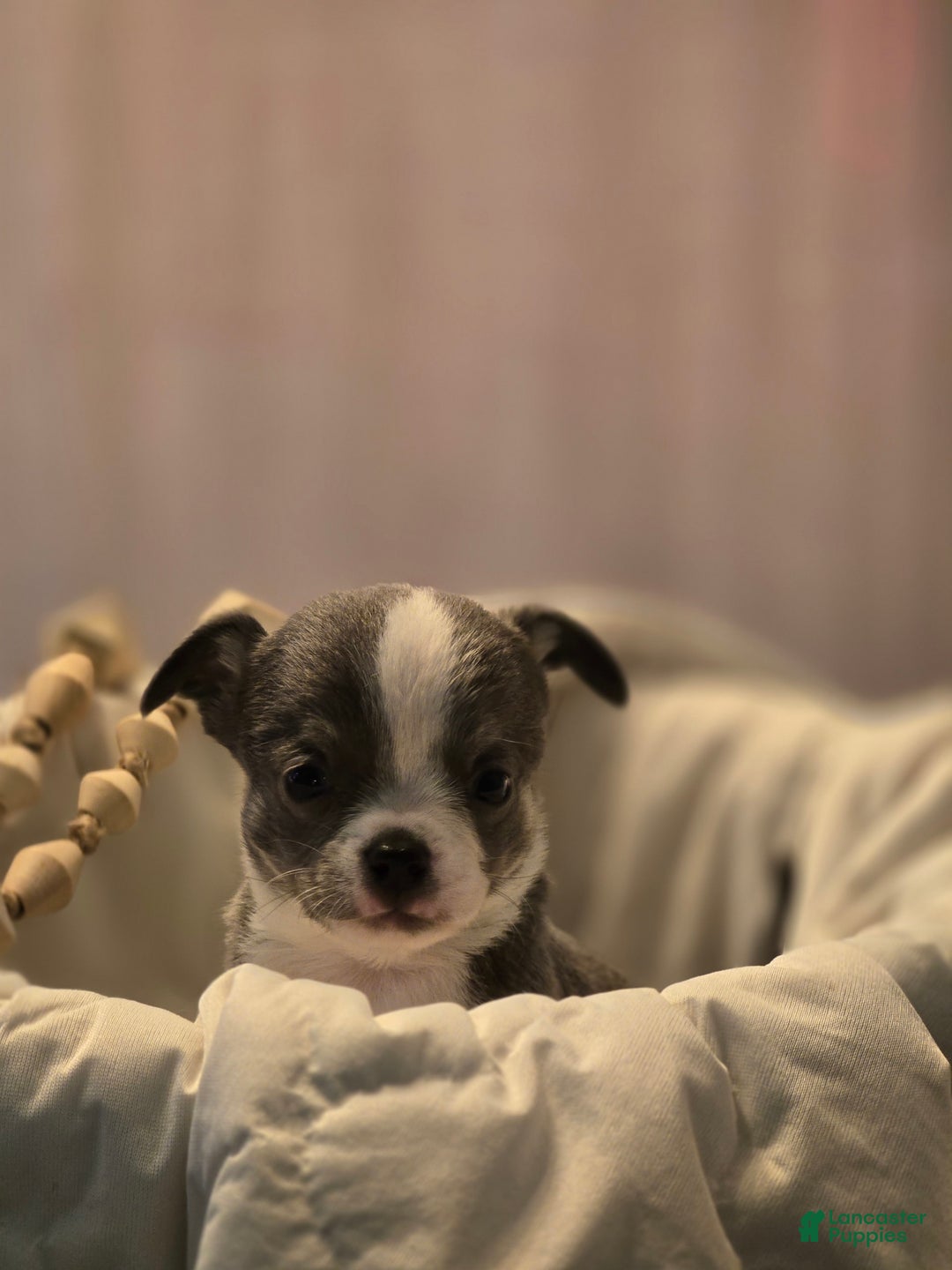 Chihuahua dogs for sale: Finn - Image 3