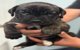 Cane Corso dogs for sale: Soni - Image 6