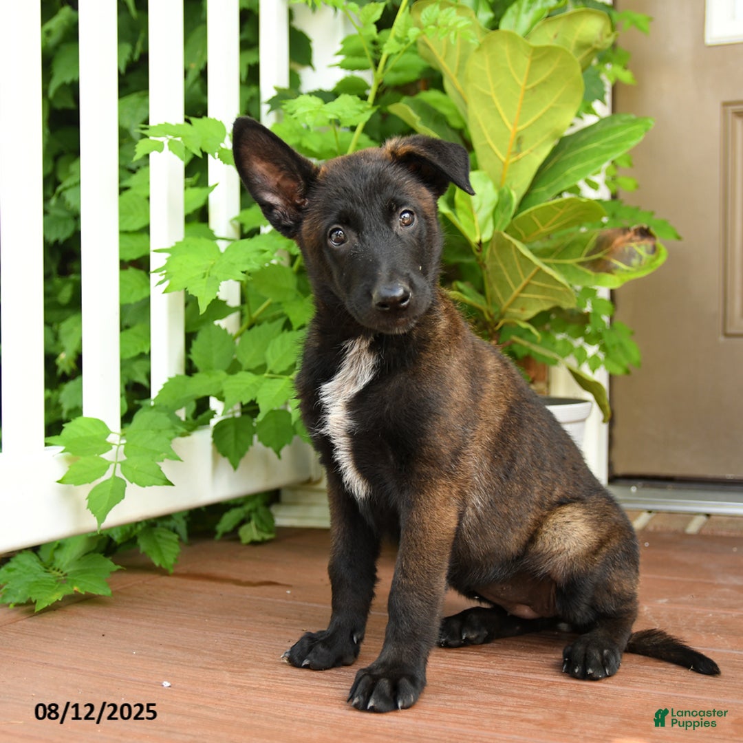 Belgian Malinois dogs for sale: Thai - Image 1