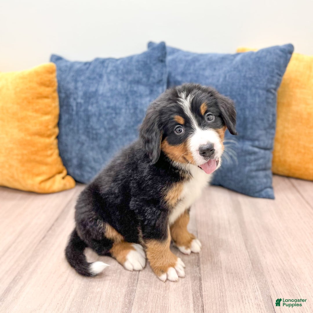 Bernese Mountain Dog dogs for sale: Dash - Image 2