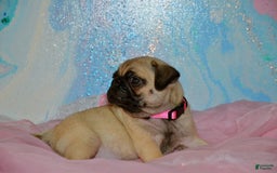 Pug dogs for sale: Pink - Image 3