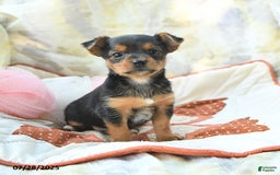 Yorkshire Terrier dogs for sale: Tramp - Image 2