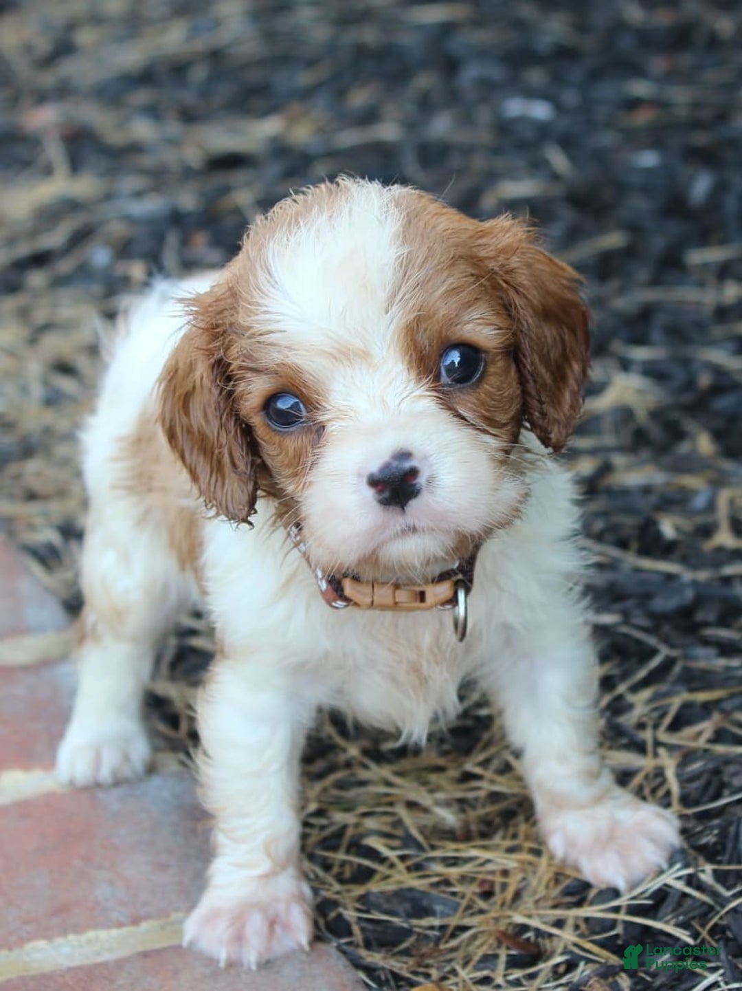 Cavalier King Charles Spaniel dogs for sale: Cavalier King Charles Spaniel 4 puppies - Image 3