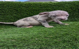 American Bully dogs for sale: Orange Girly - Image 1