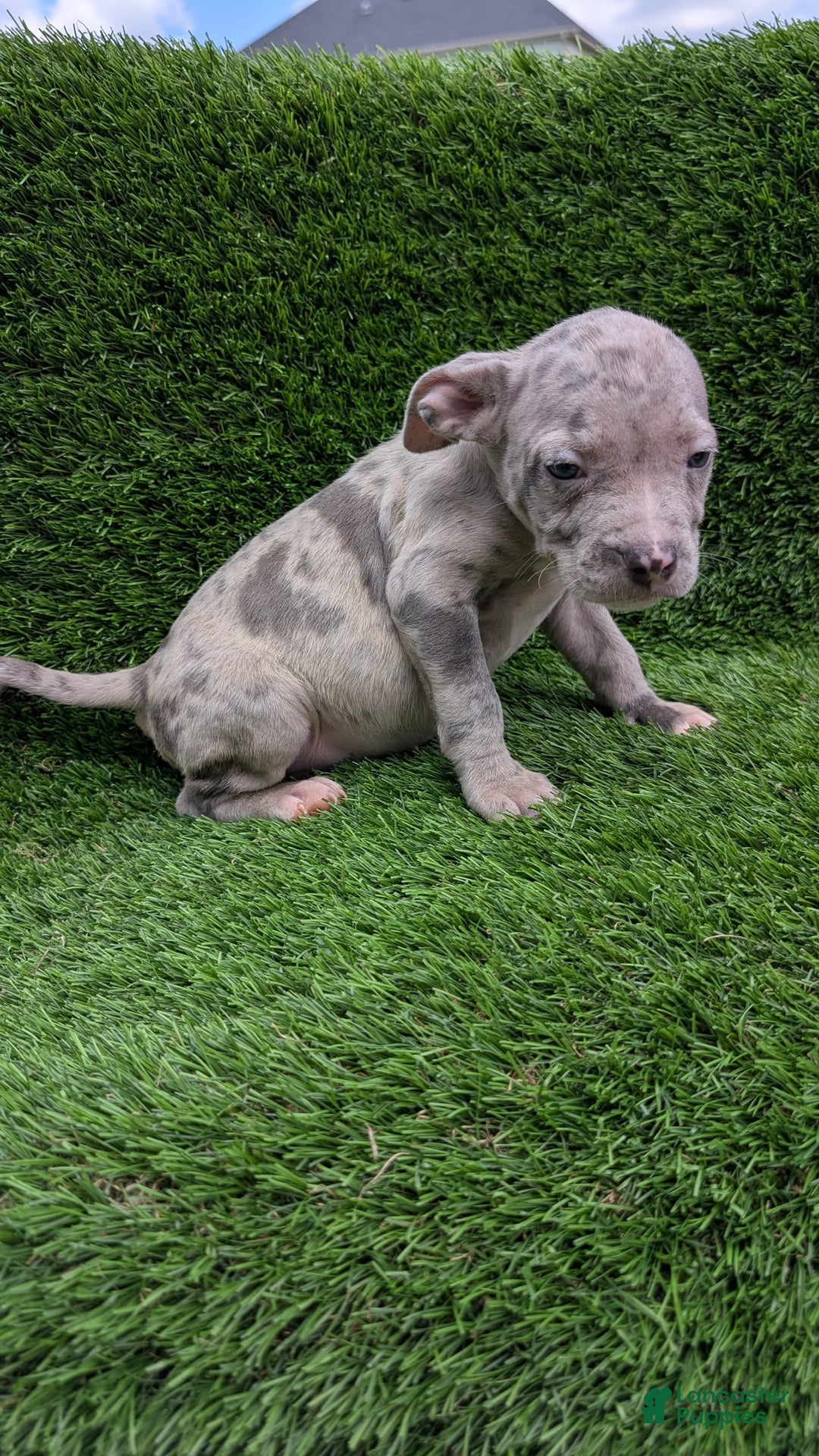 American Bully dogs for sale: Orange Girly - Image 1