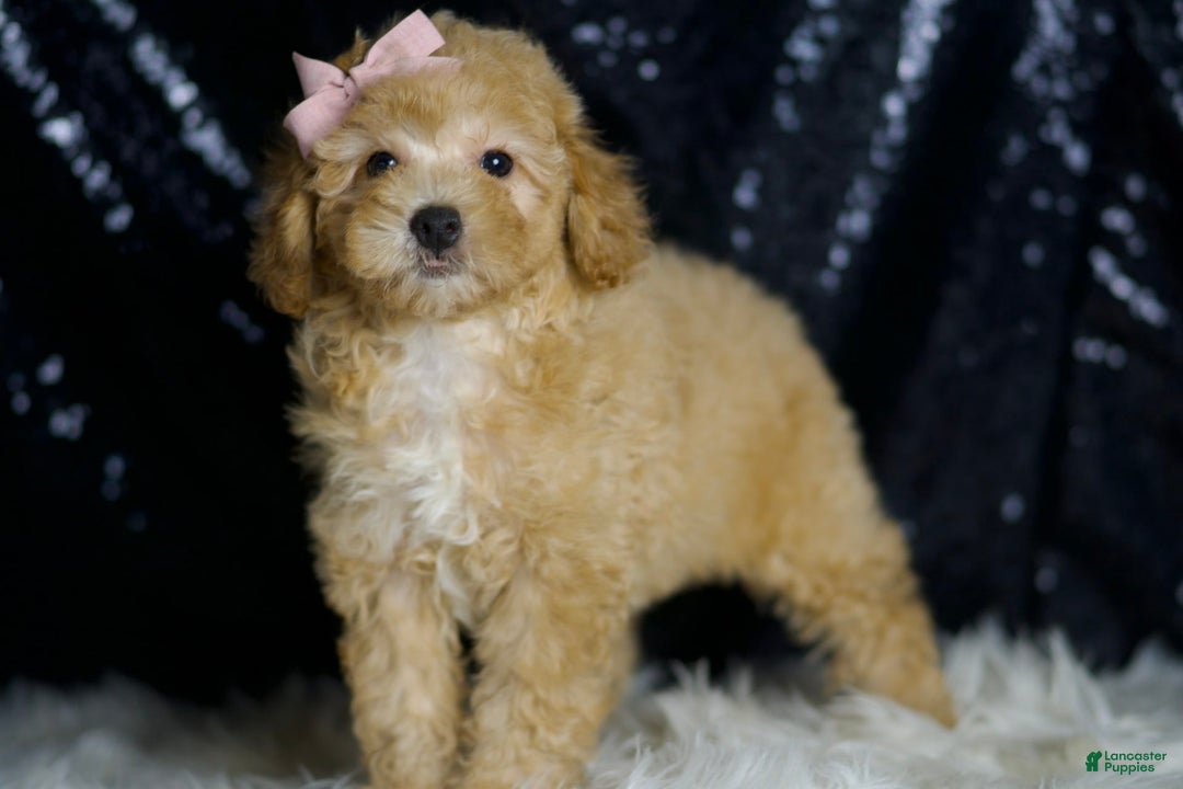 Miniature Poodle dogs for sale: Paige - Image 3