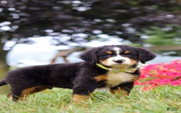 Bernese Mountain Dog dogs for sale: Goliath - Image 5