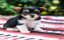 Yorkshire Terrier dogs for sale: Teddy Teacup - Image 1