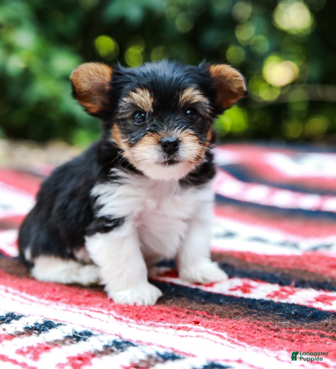 Yorkshire Terrier dogs for sale: Teddy Teacup - Image 1