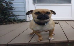 Jug dogs for sale: Darlisa - Image 4