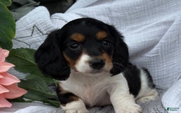 Miniature Dachshund dogs for sale: Ladybug - Image 15