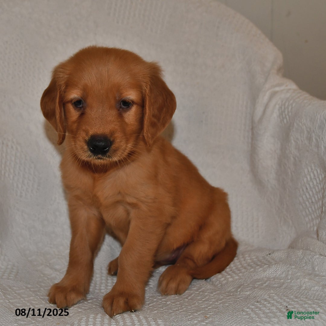 Golden Retriever dogs for sale: Golden Retriever 11 puppies - Image 33