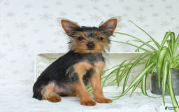 Yorkshire Terrier dogs for sale: Sophie - Image 2