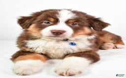 Australian Shepherd dogs for sale: Stormy - Image 1
