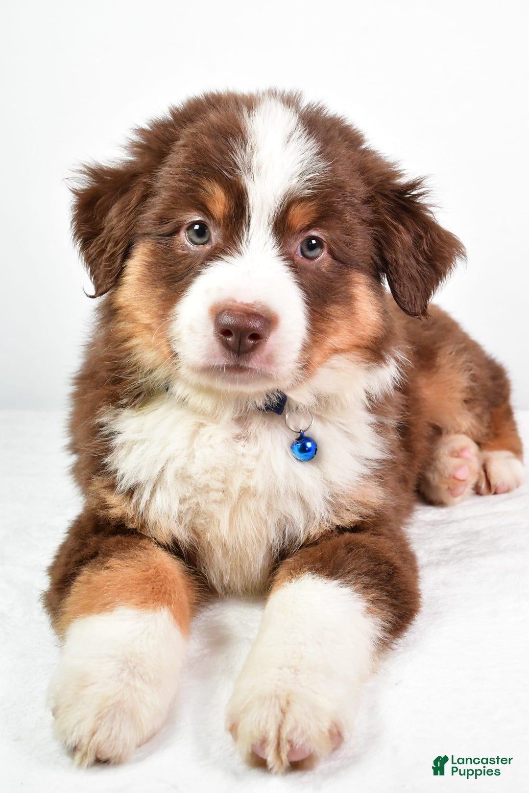 Australian Shepherd dogs for sale: Stormy - Image 1