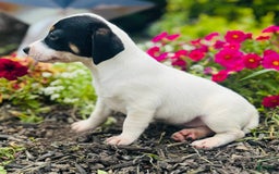 Jack Russell Terrier dogs for sale: Lacey - Image 6