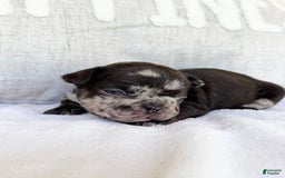 French Bulldog dogs for sale: Hope - Image 5