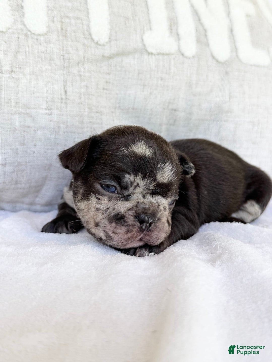 French Bulldog dogs for sale: Hope - Image 5