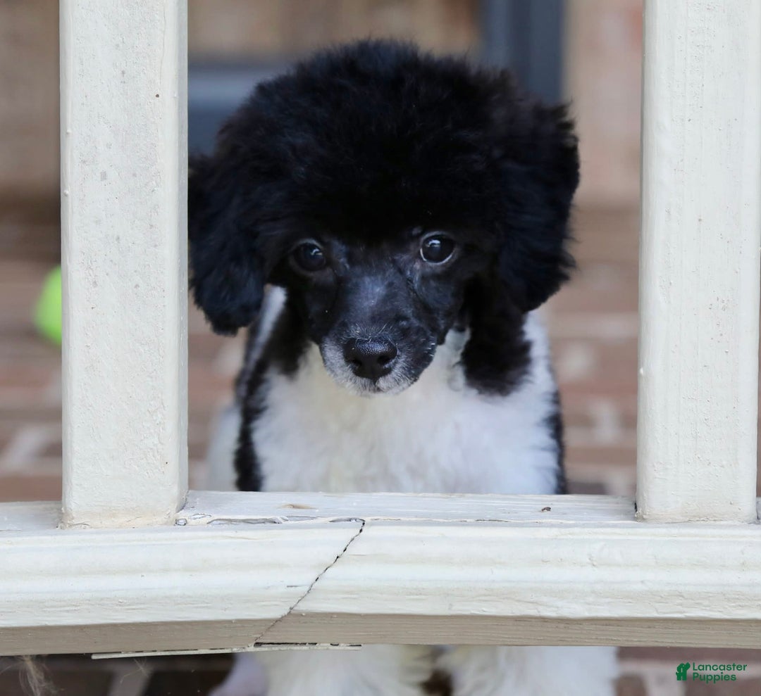 Miniature Poodle dogs for sale: Nugget - Image 10