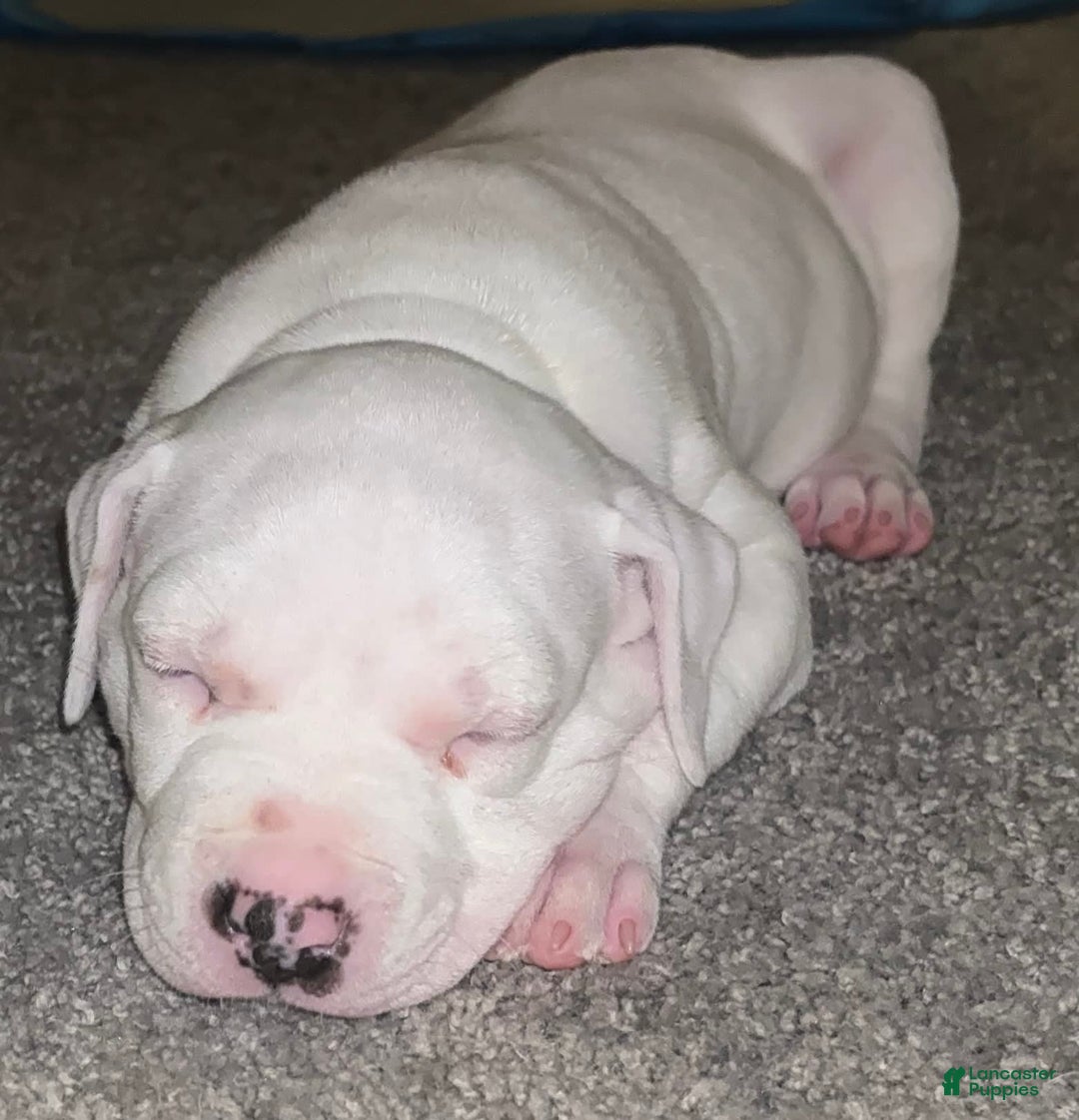 American Bully dogs for sale: Snow - Image 3