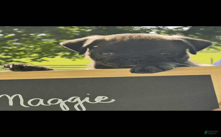 Pug dogs for sale - Ad 3