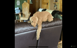 Mini Goldendoodle dogs for sale: Lil Lex - Image 1