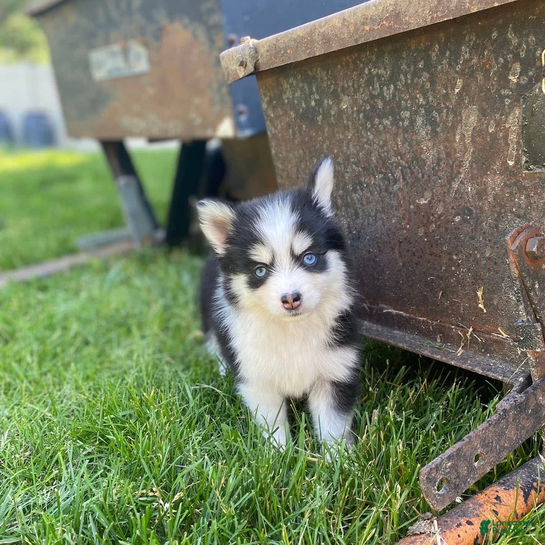 Pomsky dogs for sale: Chai - Image 16