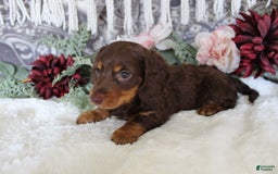 Miniature Dachshund dogs for sale: Gilbert - Image 9