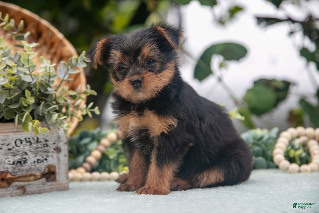 Shorkie dogs for sale: Hannah - Image 2
