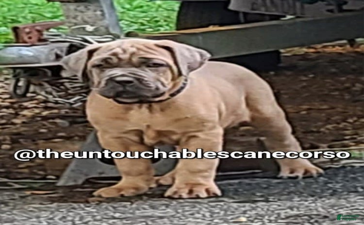 Cane Corso dogs for sale - Ad 1