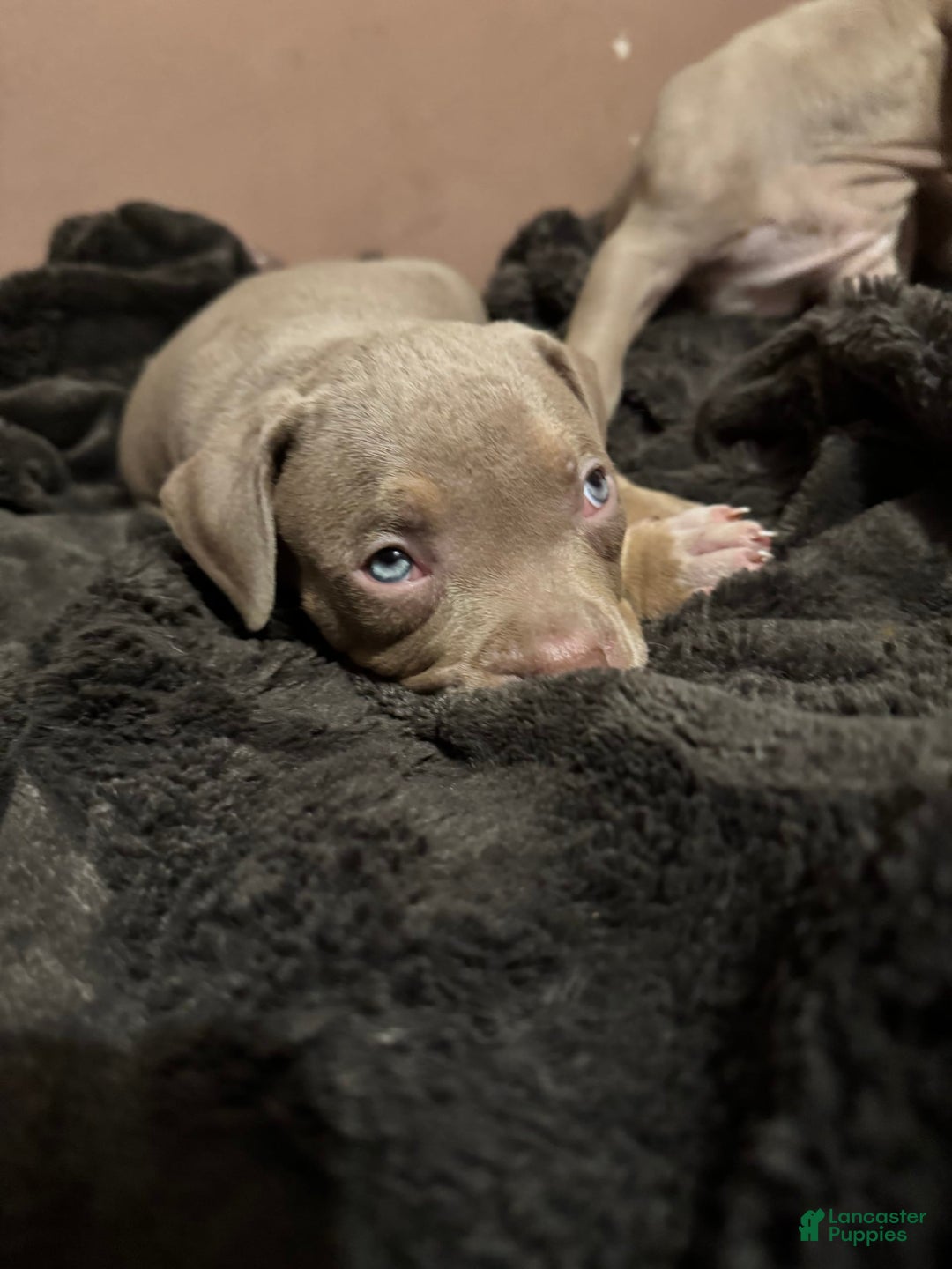 American Bully dogs for sale: Goldy - Image 4