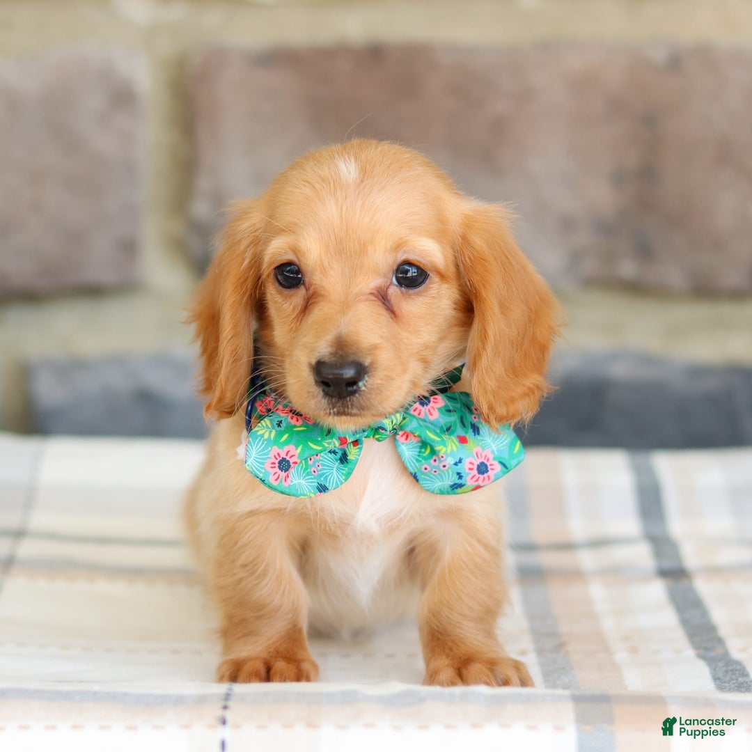 Miniature Dachshund dogs for sale: Vicky - Image 3