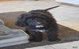 Goldendoodle dogs for sale: Chloe - Image 3