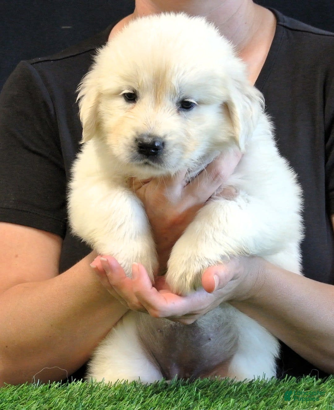 Golden Retriever dogs for sale: Bella - Image 3