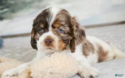 Cocker Spaniel dogs for sale: Beckham - Image 12