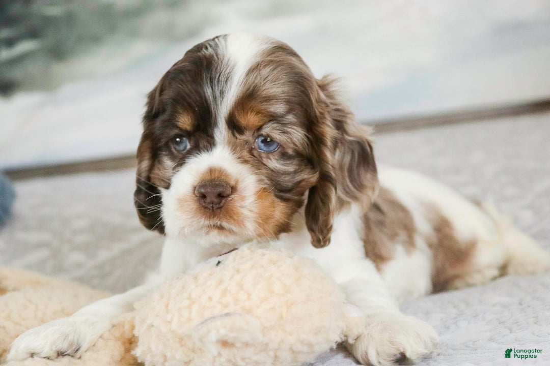 Cocker Spaniel dogs for sale: Beckham - Image 12