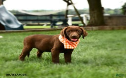 Labrador Retriever dogs for sale: Whisper - Image 4