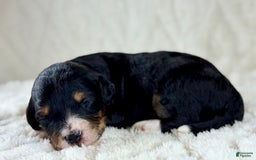 Aussiedoodle dogs for sale: Btf1 - Listing for pets: Btf1, Btf1 - Image 5