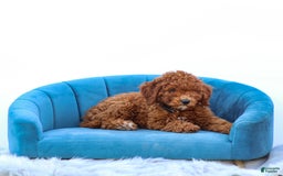 Miniature Poodle dogs for sale: Beau - Image 5