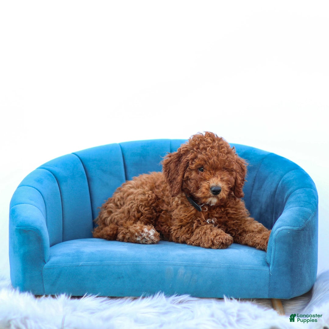 Miniature Poodle dogs for sale: Beau - Image 5