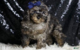 Miniature Poodle dogs for sale: Handsome - Image 10