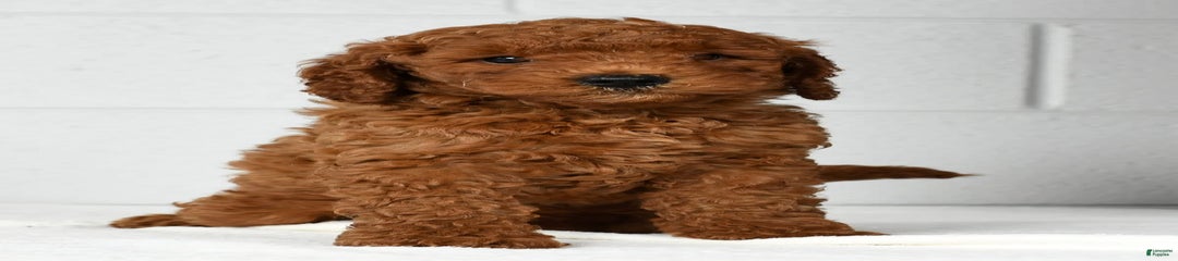 Ranger