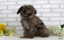 Mini Aussiedoodle dogs for sale: Robo - Image 2