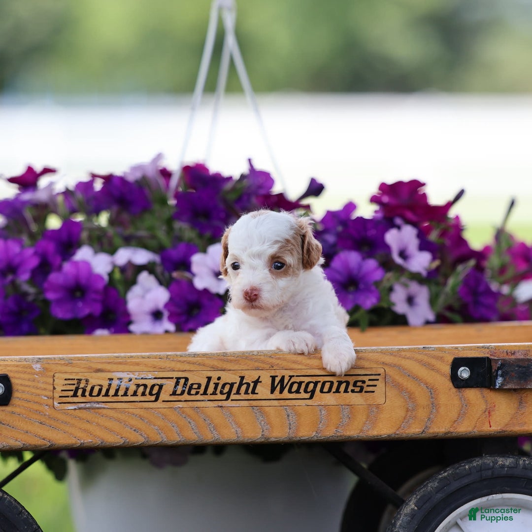 Toy Poodle dogs for sale: Memory - Image 1