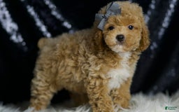 Miniature Poodle dogs for sale: Rusty - Image 4