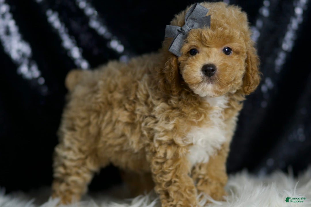 Miniature Poodle dogs for sale: Rusty - Image 4